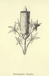 Knutmigrata Simplice